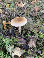 Amanita fulva
