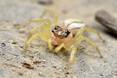 Epocilla