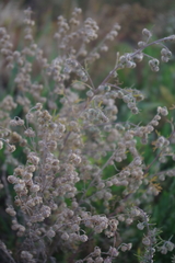 Artemisia sieversiana
