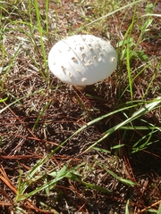 Amanita citrina