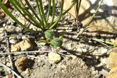 Euphorbia silenifolia