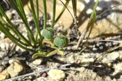 Euphorbia silenifolia