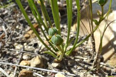 Euphorbia silenifolia