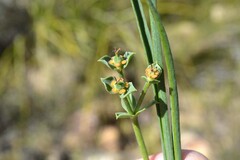 Euphorbia silenifolia
