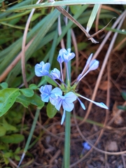 Plumbago auriculata