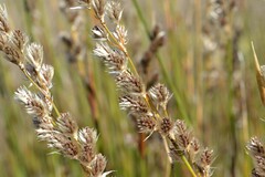Hypodiscus argenteus