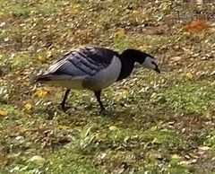 Branta leucopsis