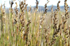 Hypodiscus argenteus