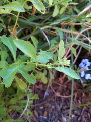 Plumbago auriculata