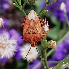 Carpocoris mediterraneus