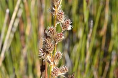 Hypodiscus argenteus