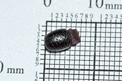 Hypodiscus argenteus