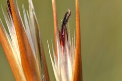 Hypodiscus argenteus