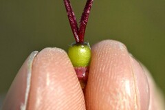 Hypodiscus argenteus