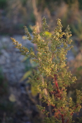Artemisia annua