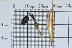 Hypodiscus argenteus