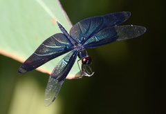 Rhyothemis fuliginosa