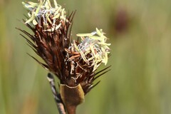 Hypodiscus aristatus