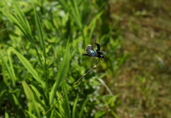 Rhyothemis fuliginosa