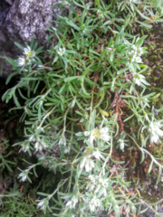 Paronychia argyrocoma