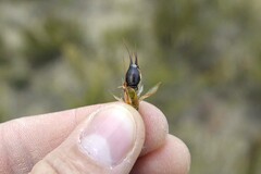 Hypodiscus aristatus