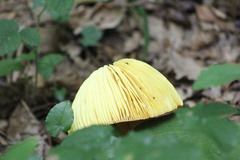 Amanita caesarea