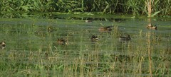 Gallinula chloropus chloropus