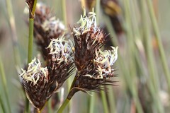 Hypodiscus aristatus