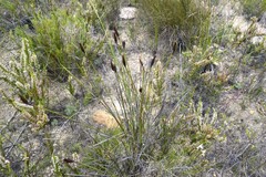 Hypodiscus aristatus