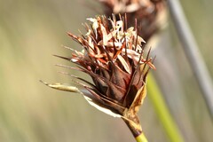 Hypodiscus aristatus