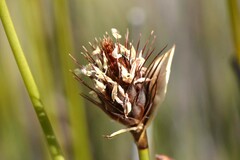 Hypodiscus aristatus