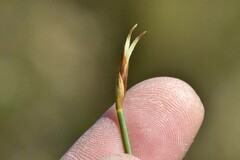 Hypodiscus willdenowia