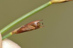 Hypodiscus willdenowia