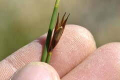 Hypodiscus willdenowia