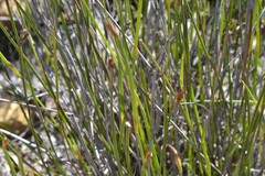 Hypodiscus willdenowia