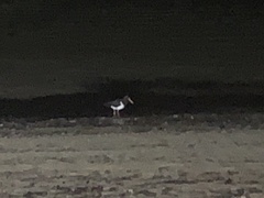 Haematopus longirostris