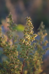 Artemisia annua