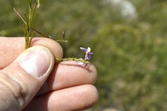 Polygala lehmanniana