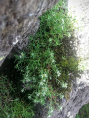 Paronychia argyrocoma