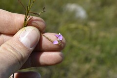 Polygala lehmanniana
