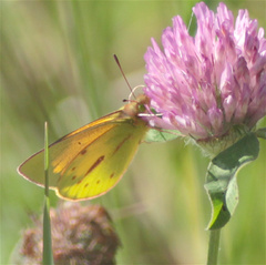 Colias dimera
