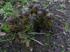 Helleborus purpurascens