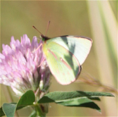 Colias dimera