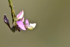 Polygala lehmanniana
