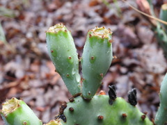 Opuntia