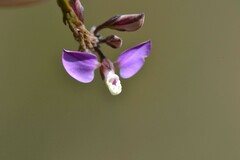 Polygala lehmanniana