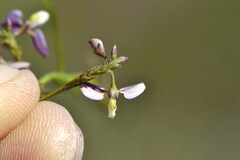 Polygala lehmanniana