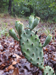 Opuntia