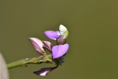Polygala lehmanniana