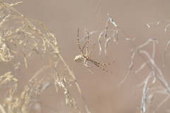 Argiope lobata